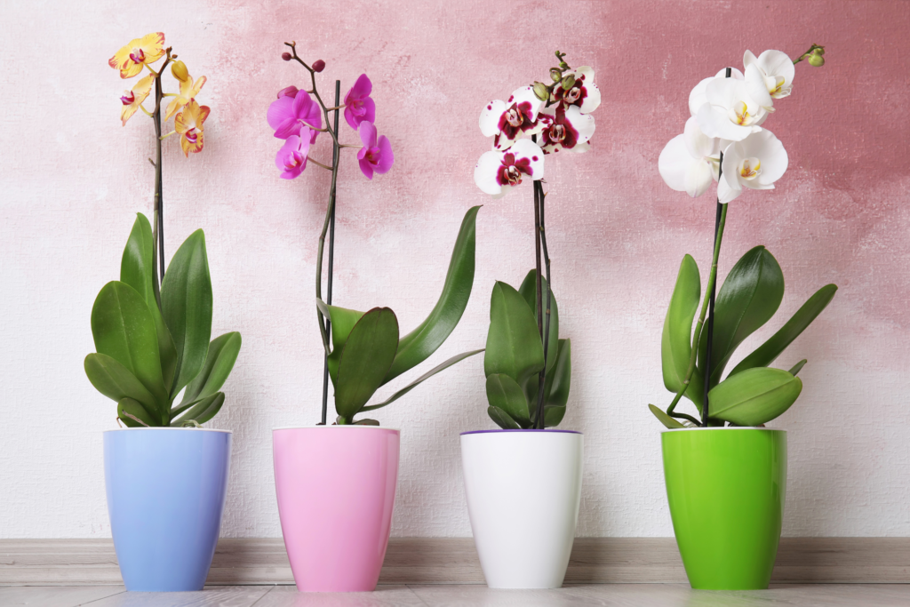 Concimare orchidee