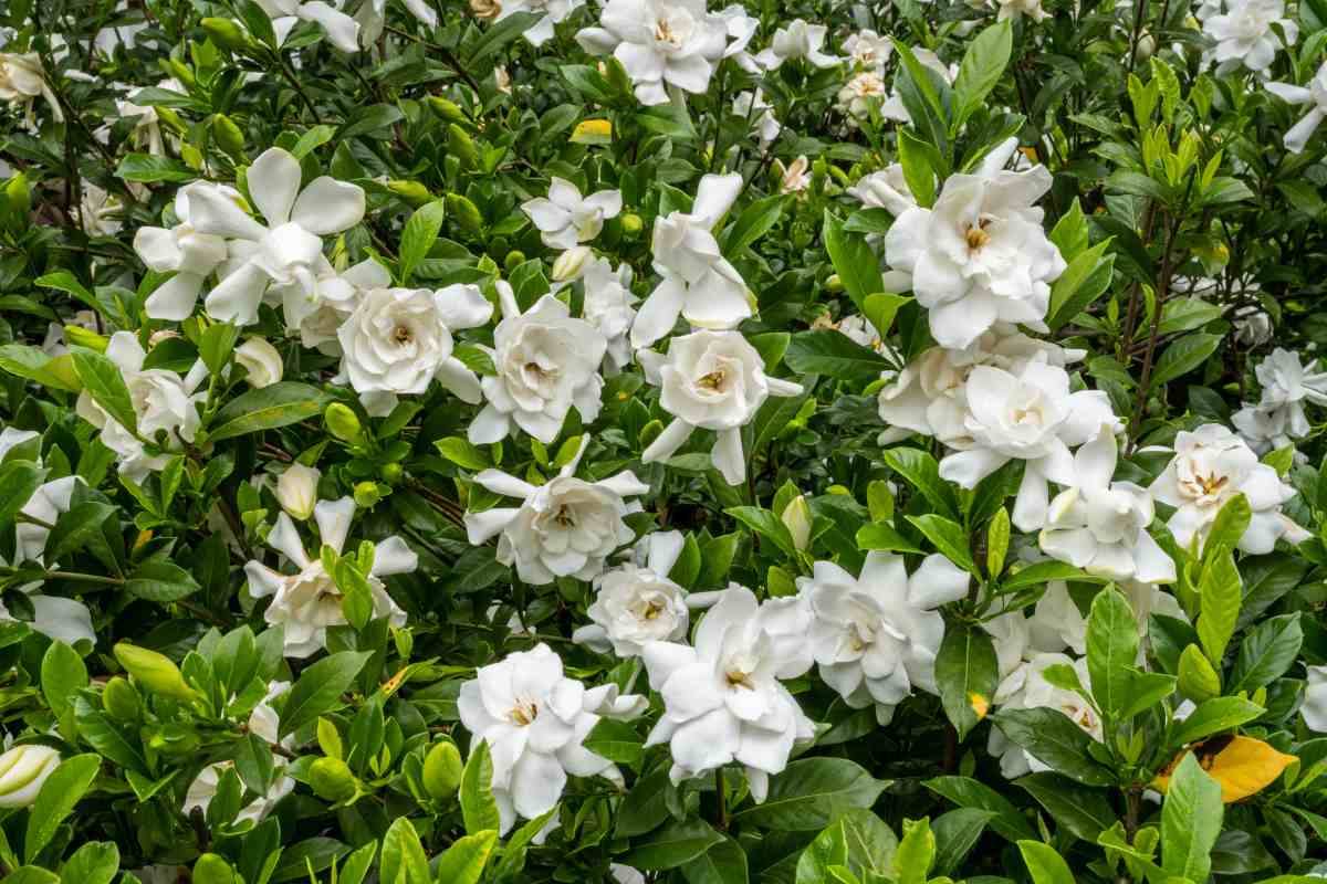 Gardenia