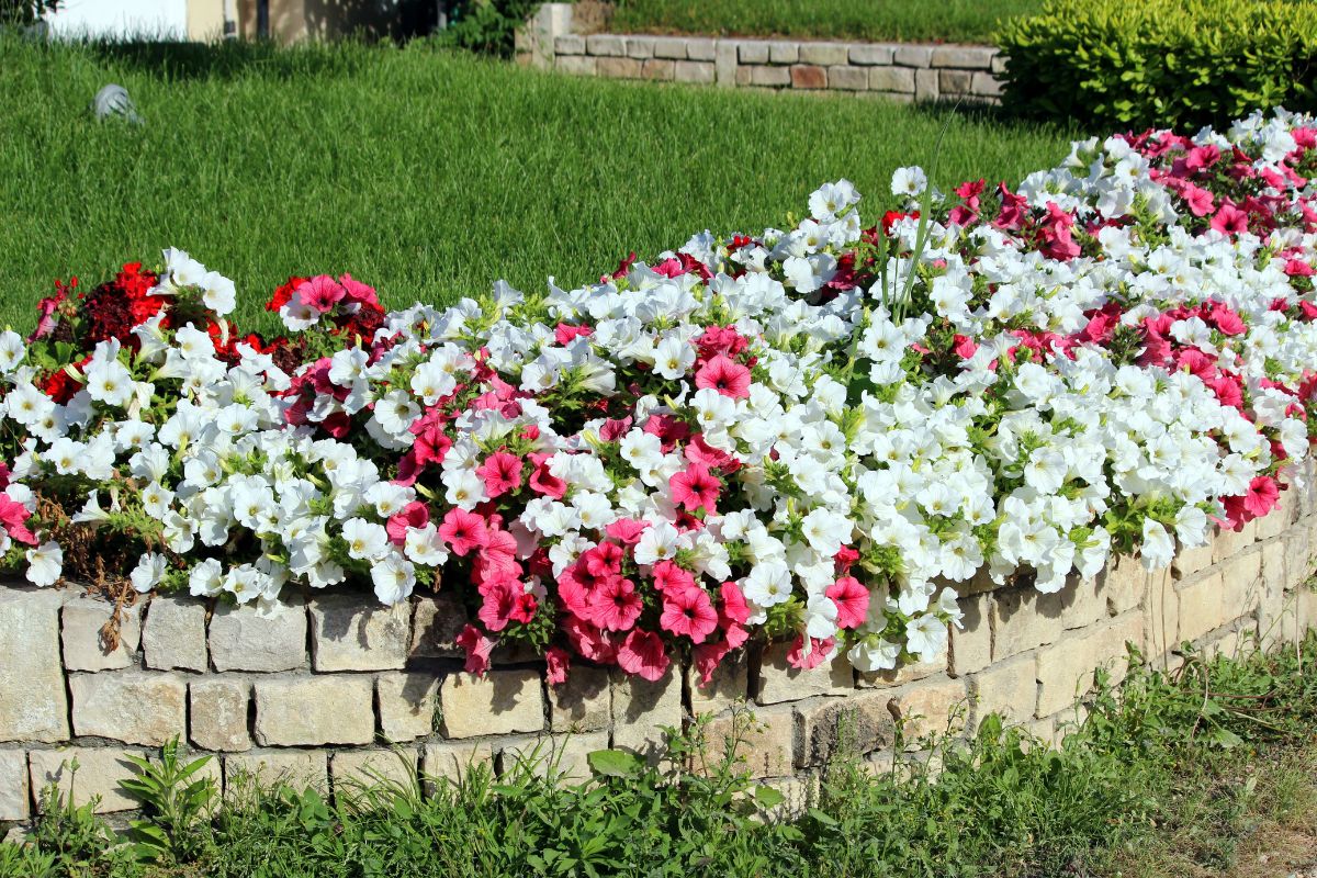 Primavera in giardino: come creare aiuole di fiori spettacolari