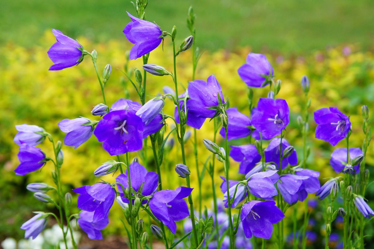 Campanule