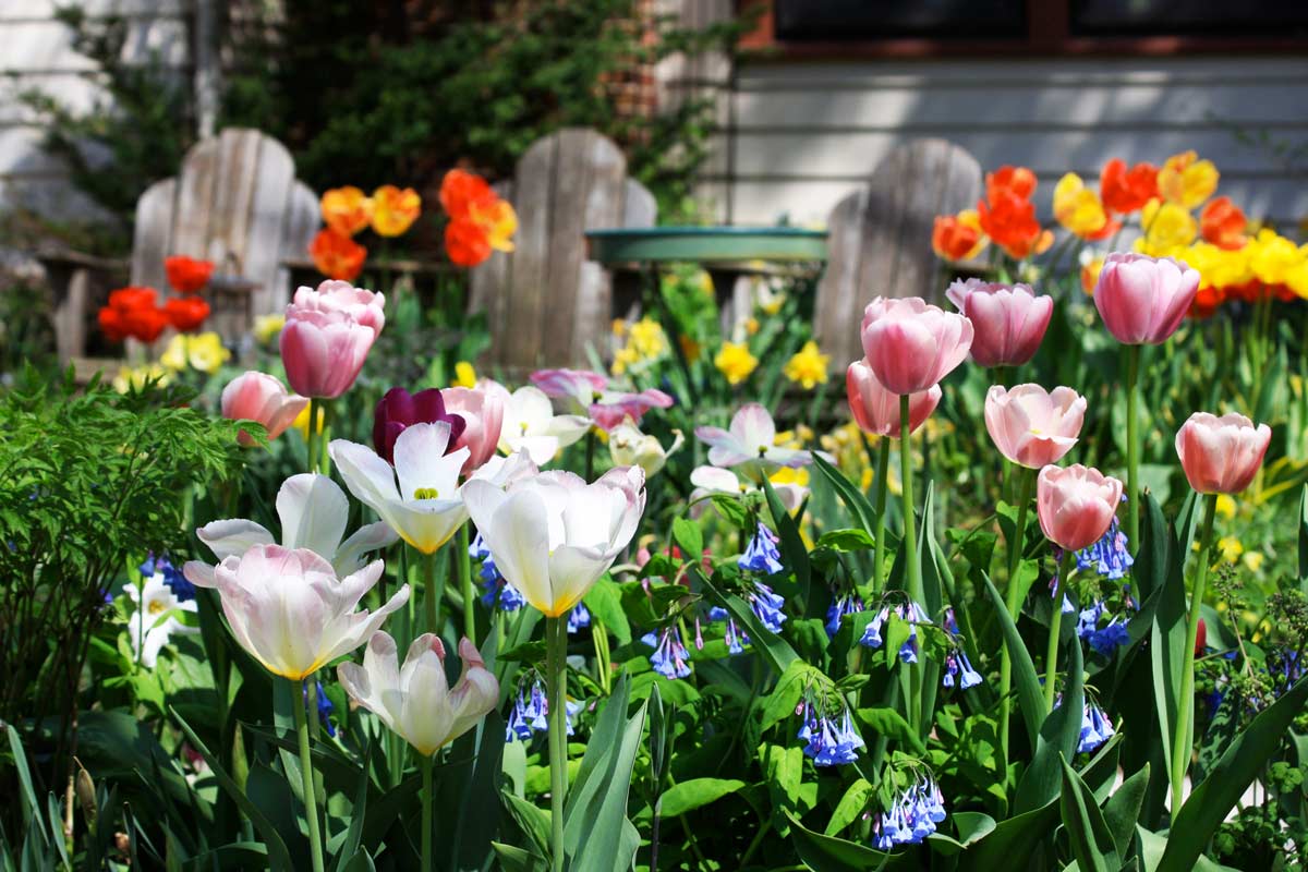 Tulipano