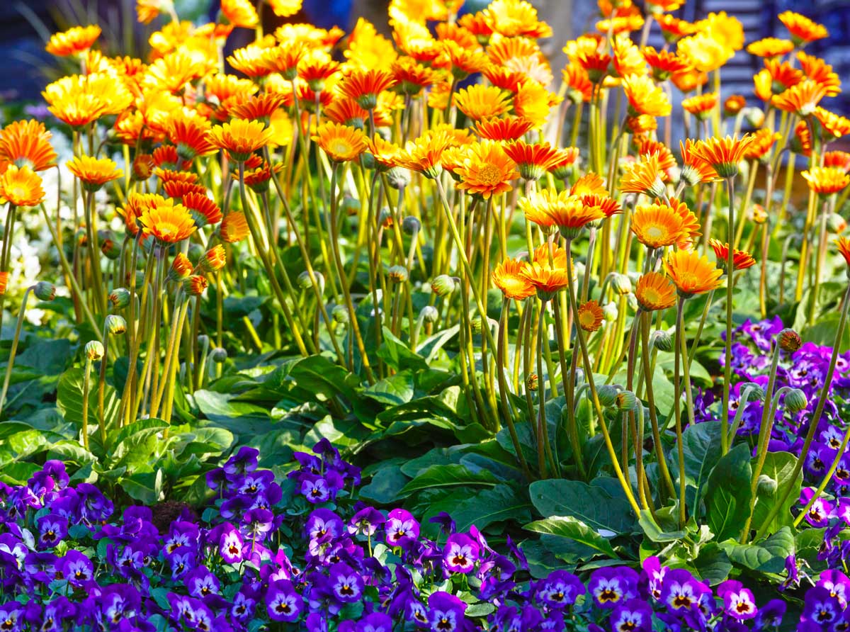 Calendule