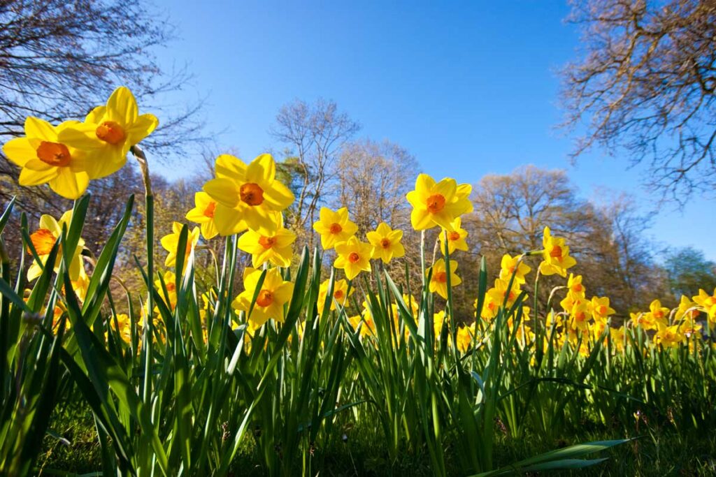 belle piante primaverili per il giardino