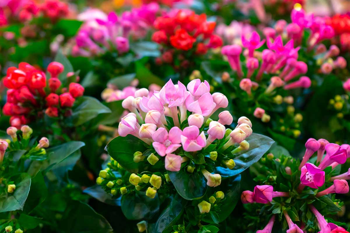 Coltivare il Kalanchoe.