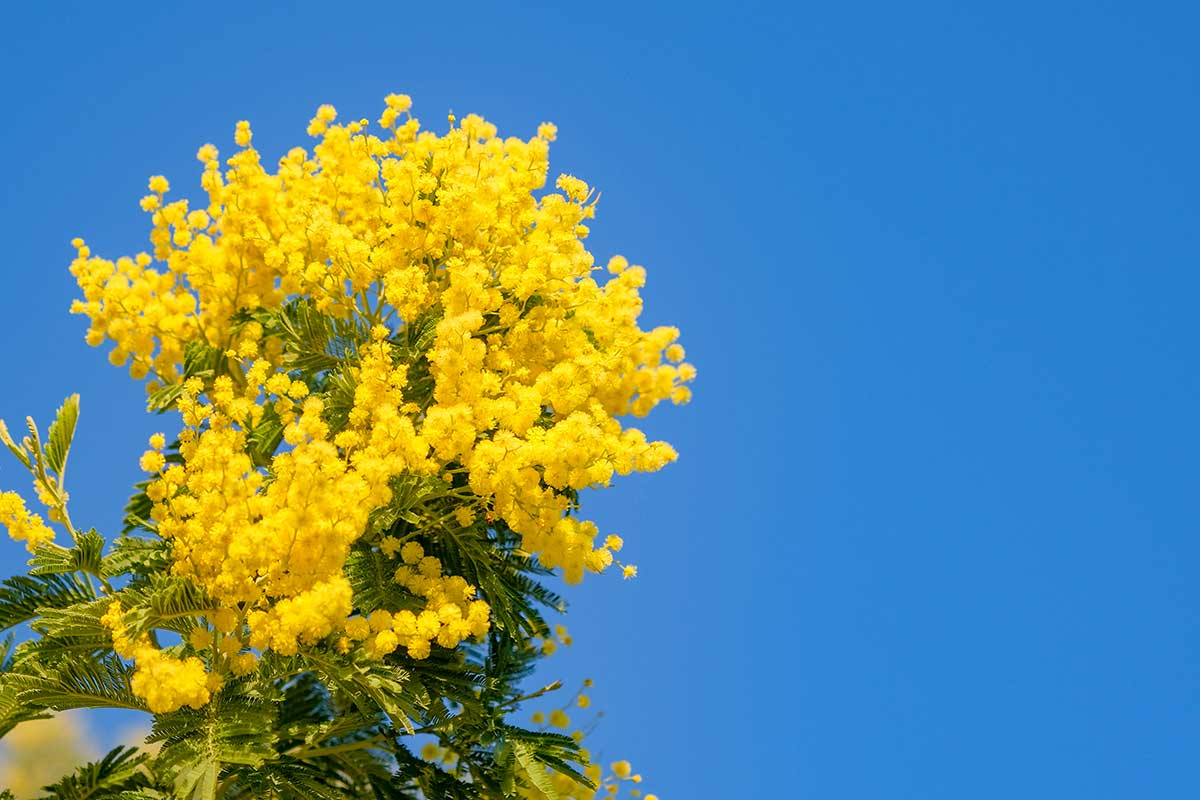 Mimosa in giardino.