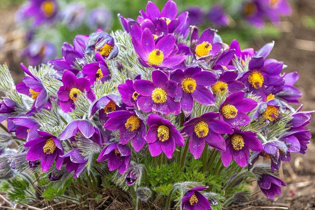 piante primaverili per aiuole fiorite