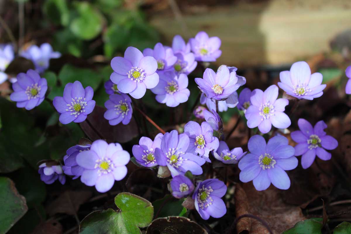 Hepatica nobilis