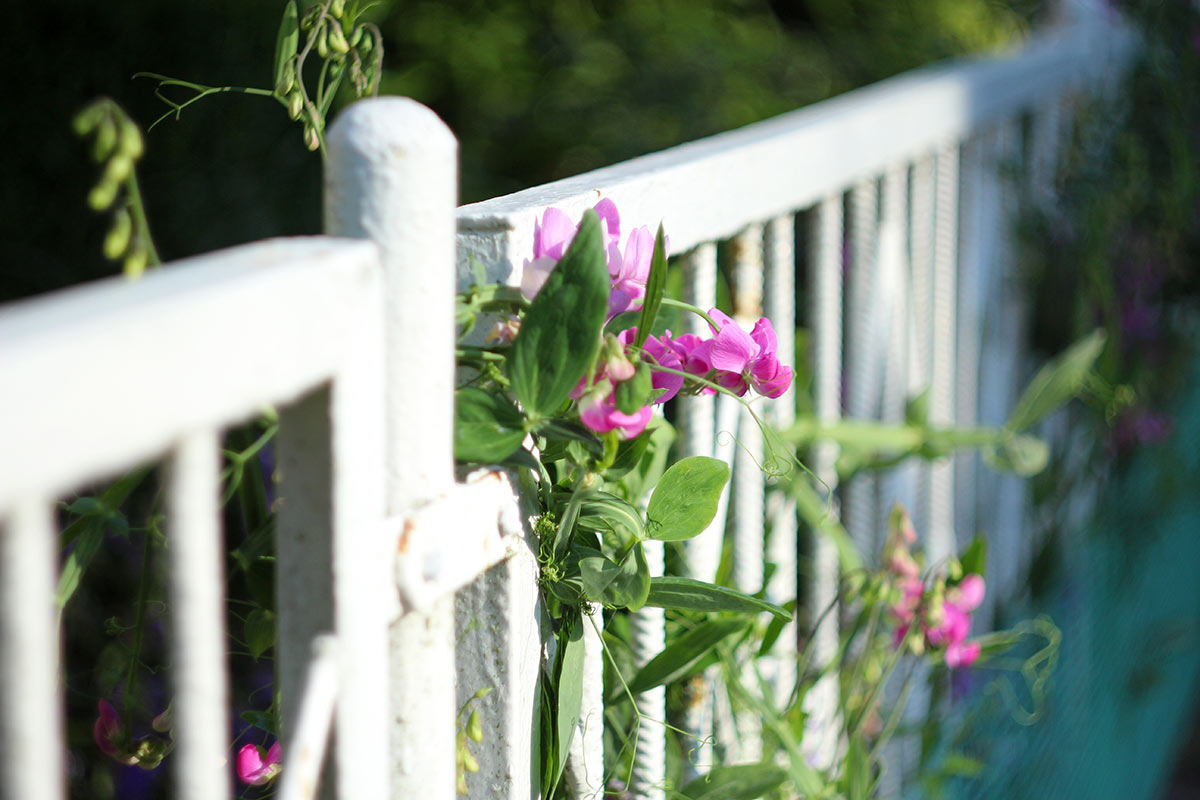 Sweet pea su un recinto.