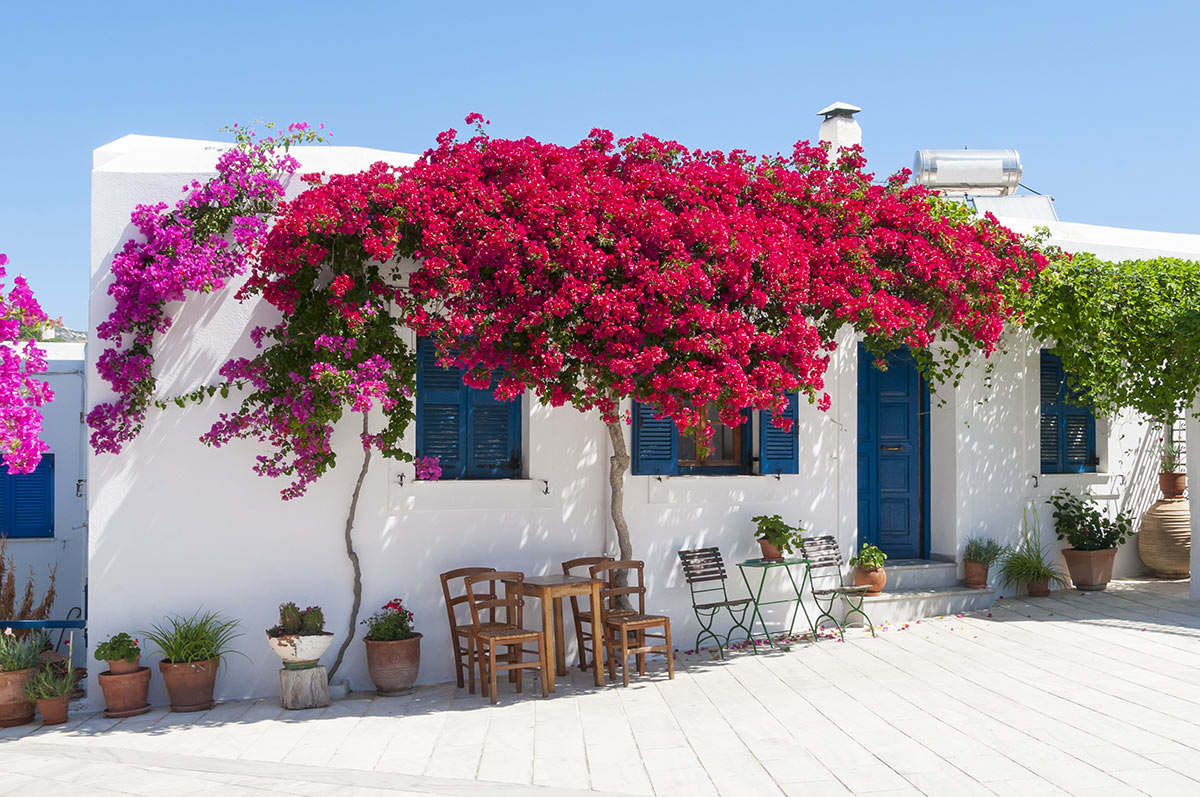 Bouganvillea