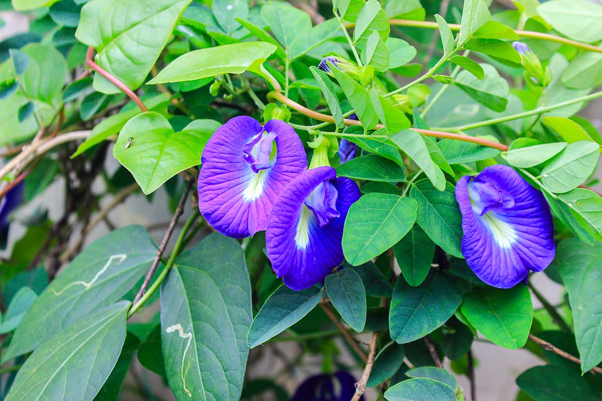 Clitoria blu