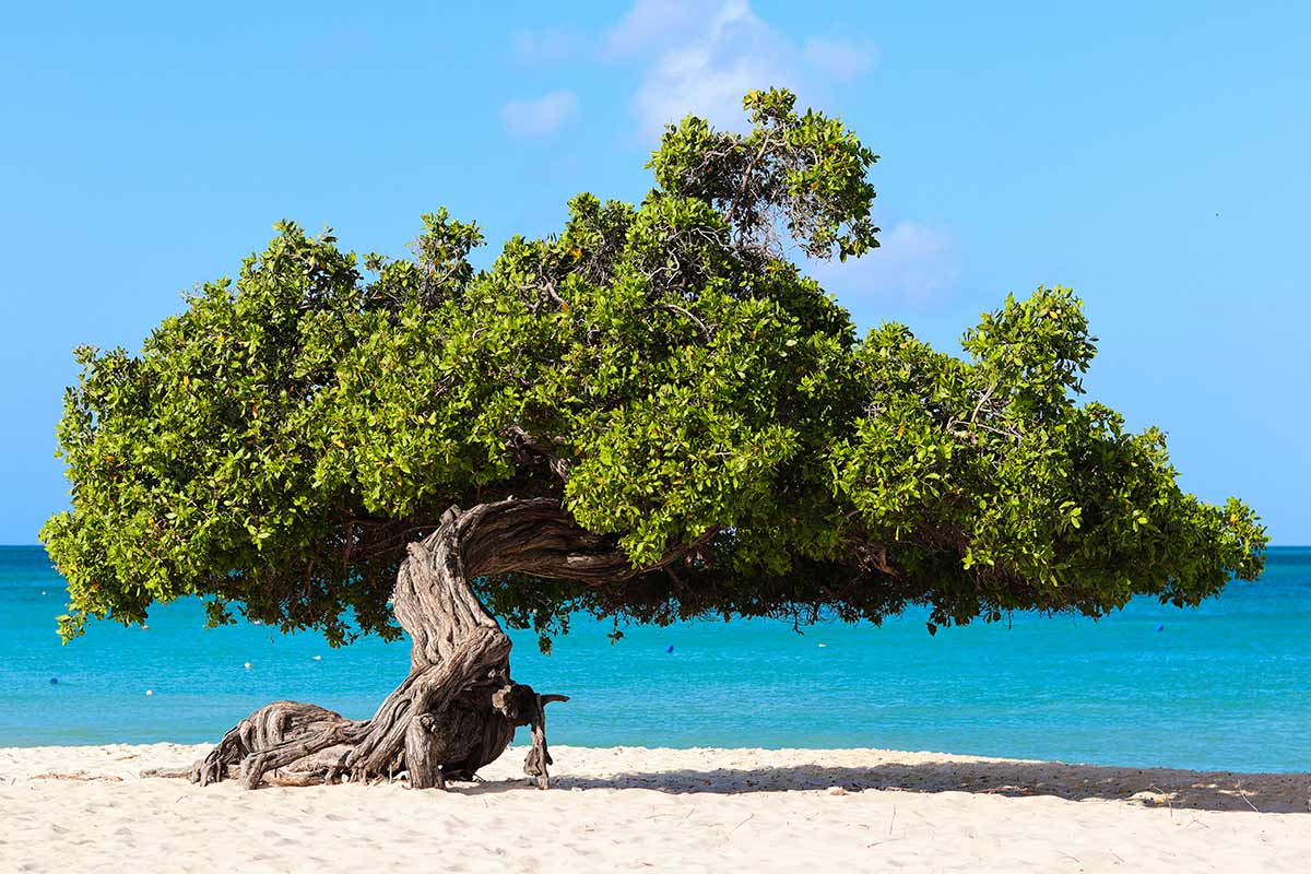 Eagle Beach, Aruba