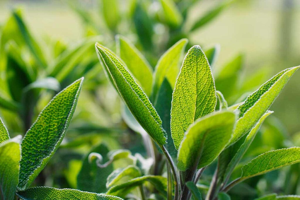 innaffiare la salvia