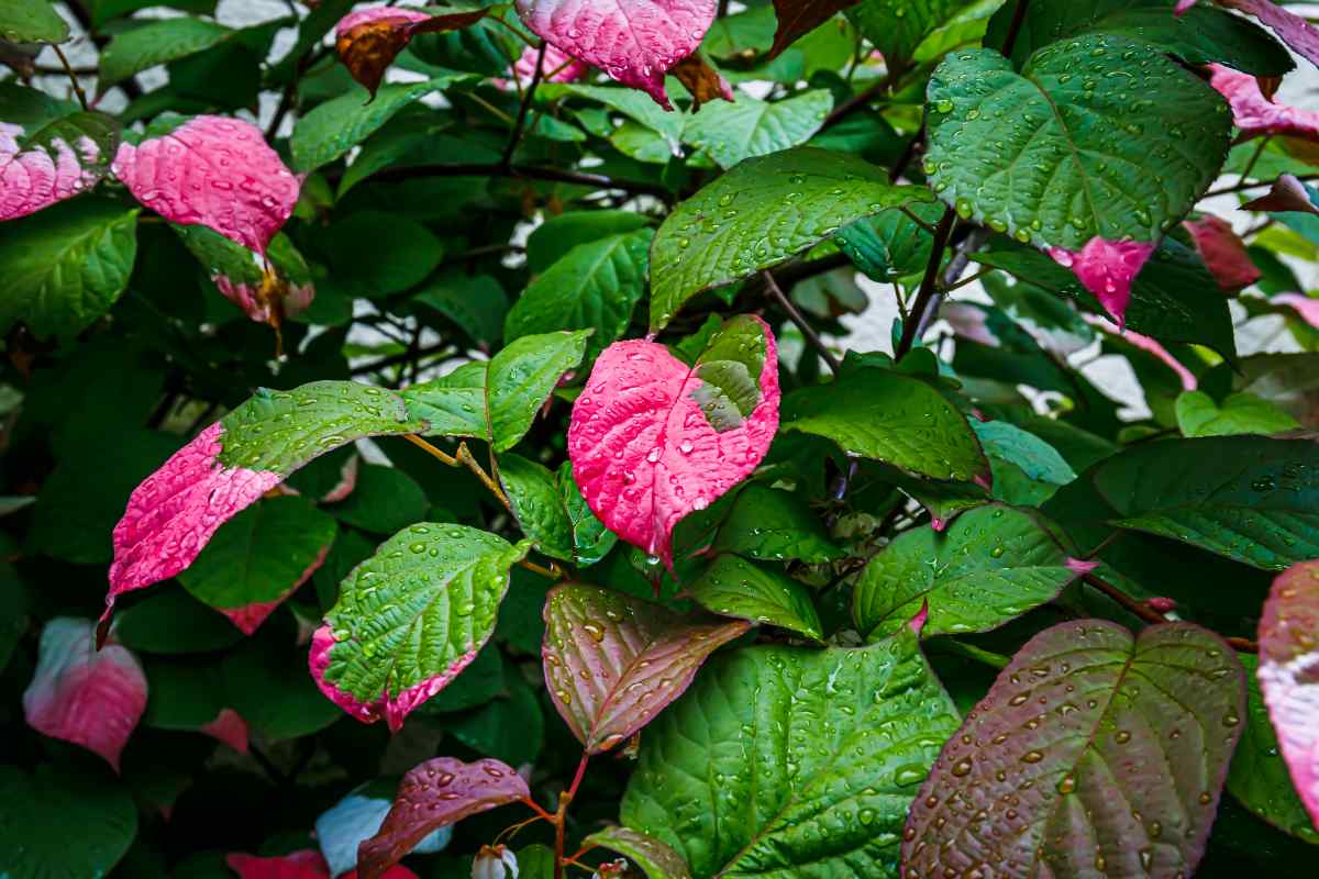 Actinidia kolomikta