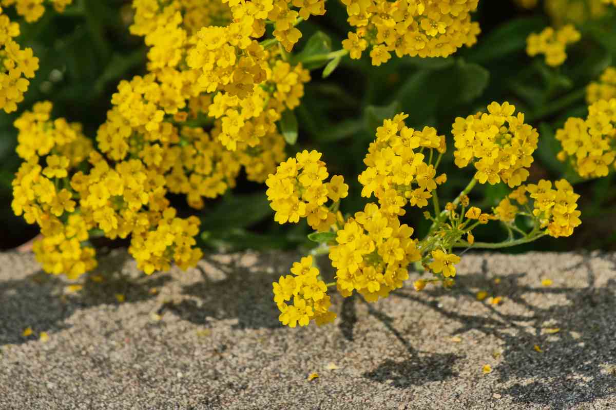 Alyssum montanum