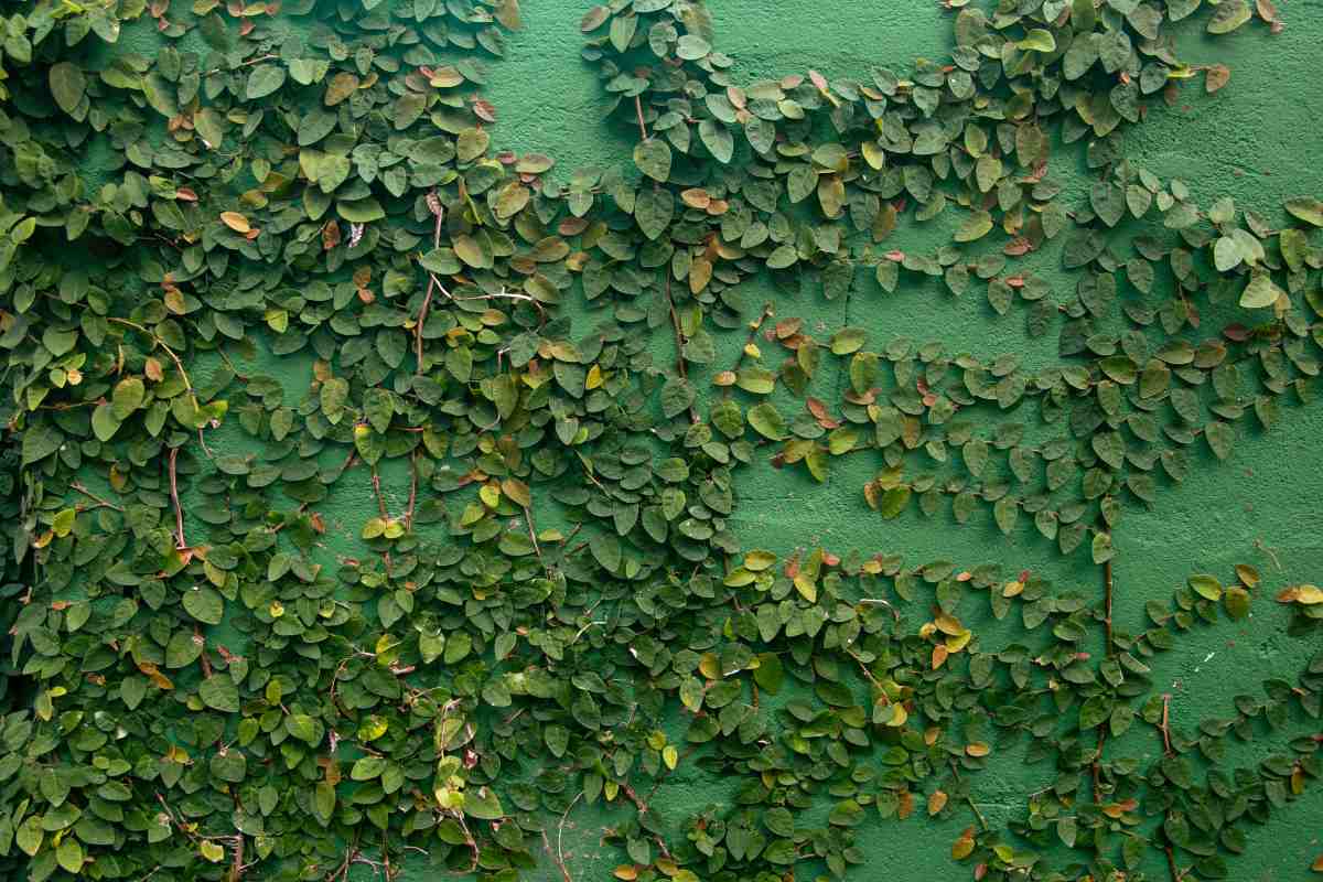 Ficus pumila