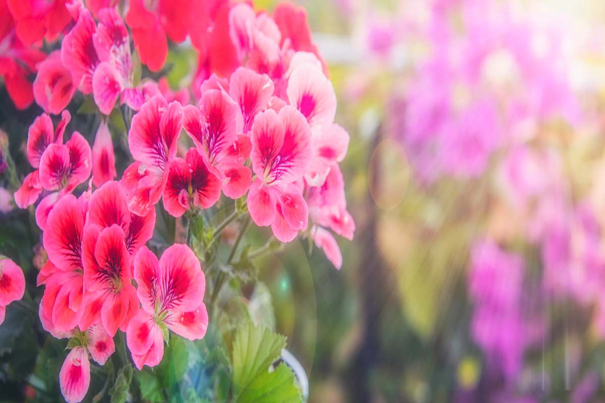Geranium cantabrigense
