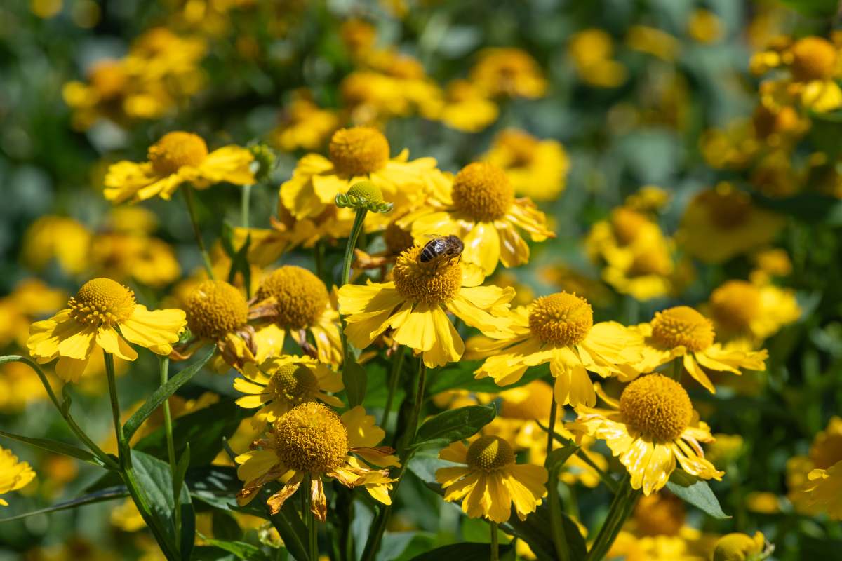 Helenium