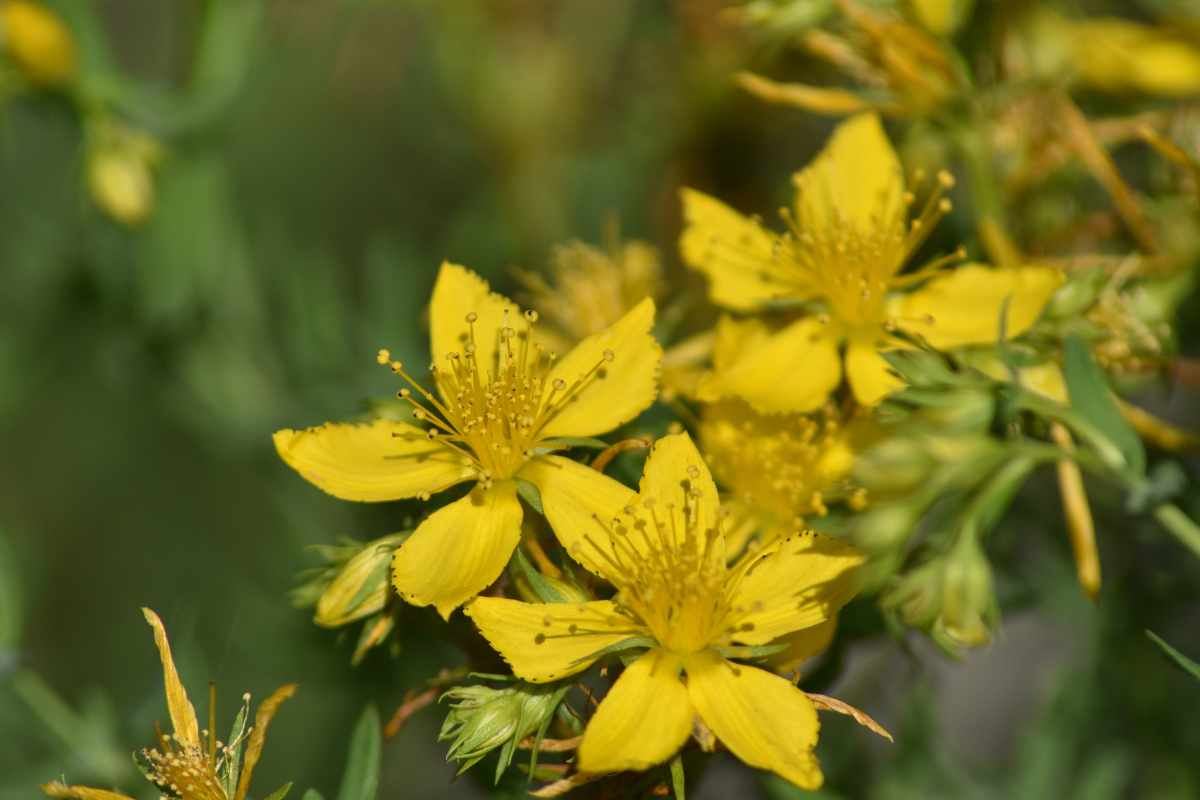 Hipericum calicinum