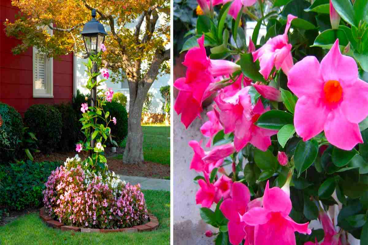 Mandevilla