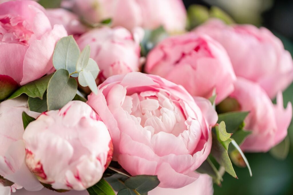 Peonie piene di boccioli e colore