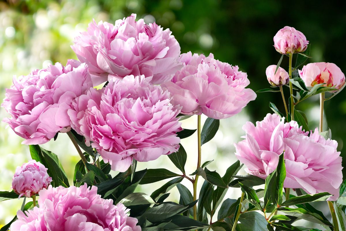 Scopri il trucco per peonie piene di boccioli e colore