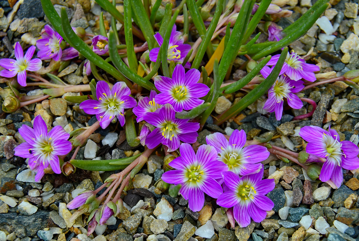 Lewisia viola