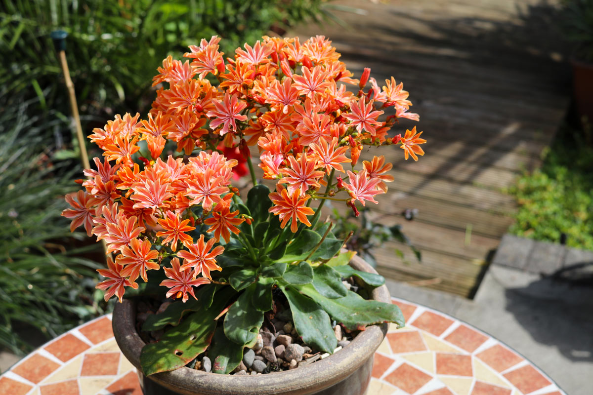 Lewisia arancione in vaso