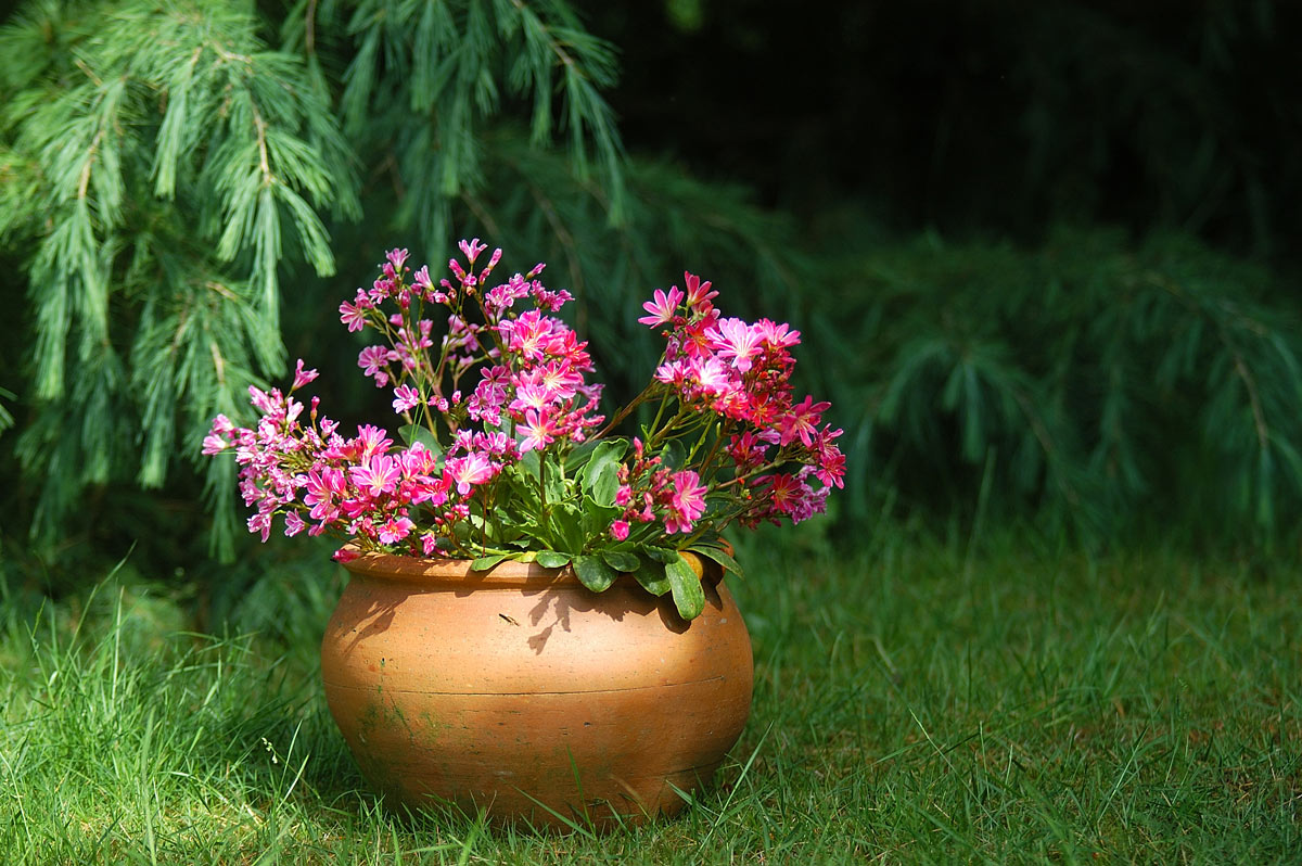 Lewisia in un vaso di terracotta