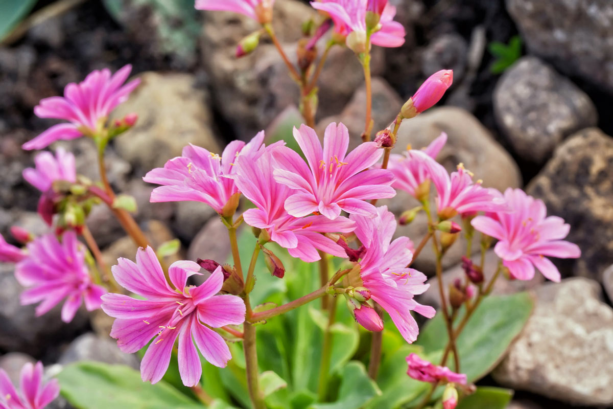 Lewisia cotyledon