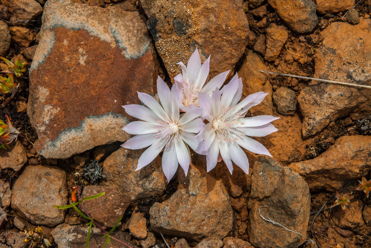 Lewisia rediviva