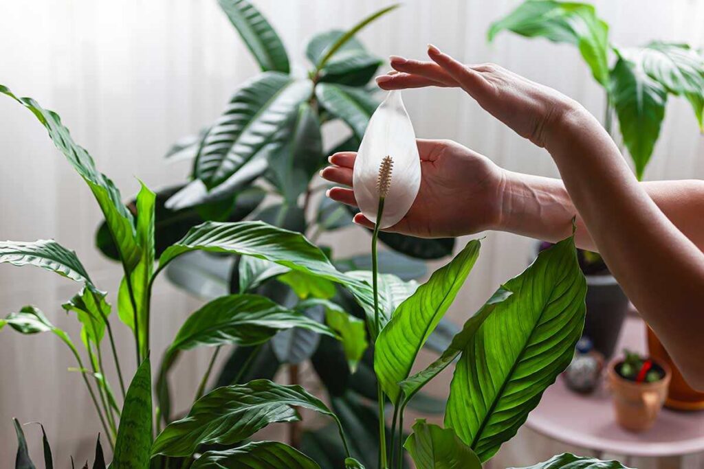concime naturale per lo Spatifillo