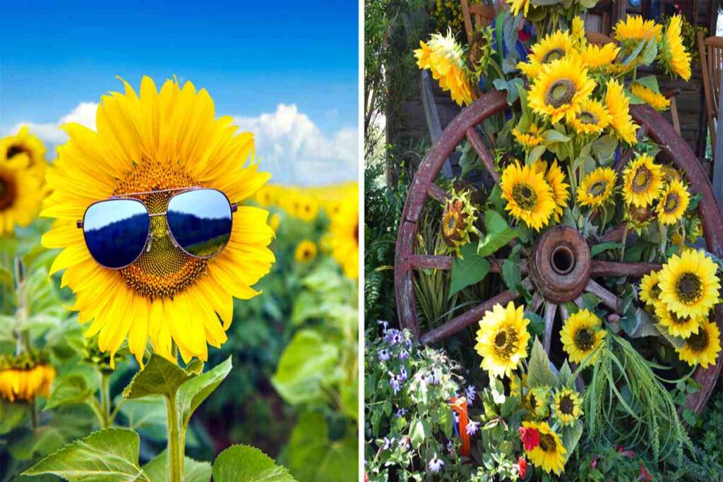 girasoli