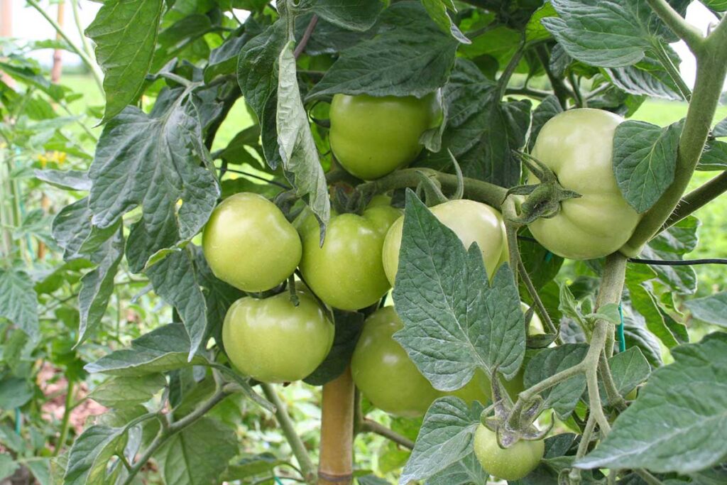 Perché i tuoi pomodori non diventano rossi
