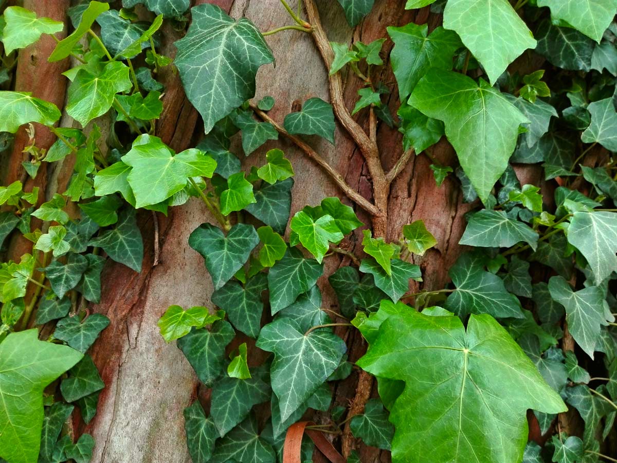 Plantas trepadoras de hoja perenne 