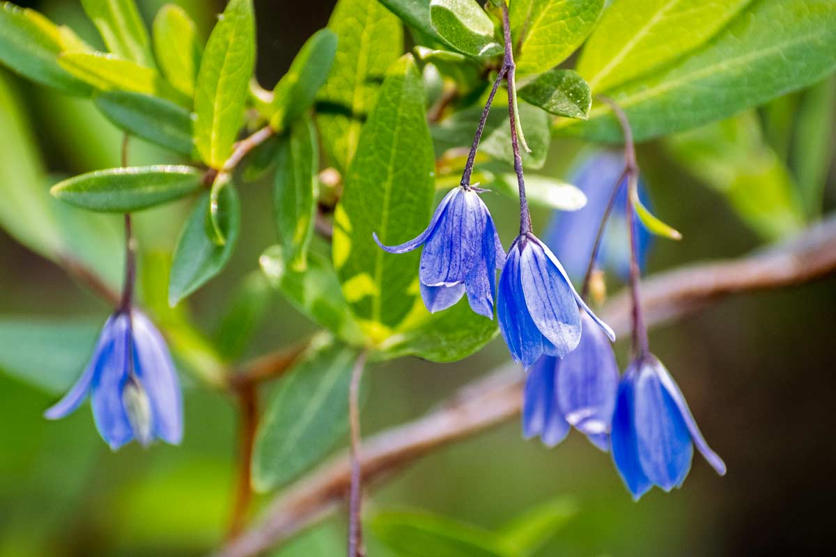    Plantas trepadoras de hoja perenne para pérgolas y vallas.