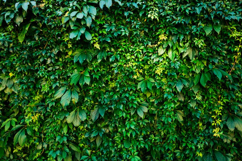 5 plantas trepadoras de hoja perenne 