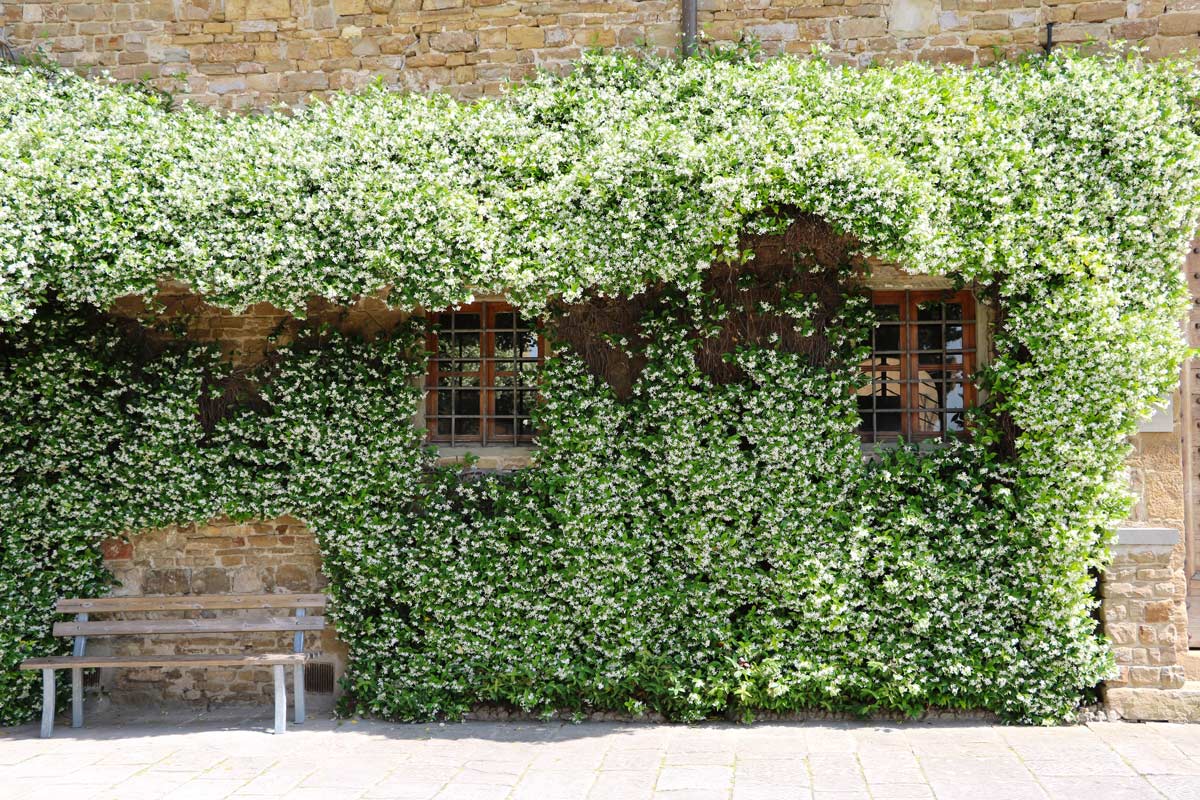 Plantas trepadoras de hoja perenne para pérgolas y vallas.