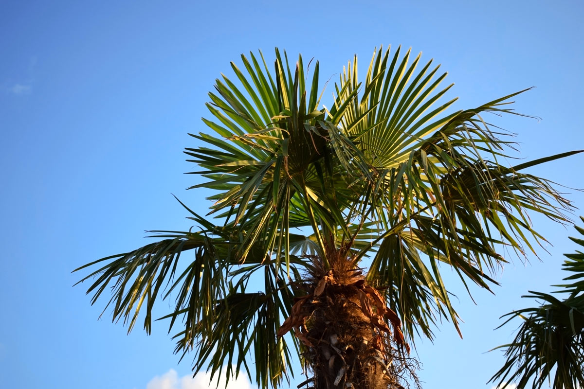 Livistona chinensis pianta palma
