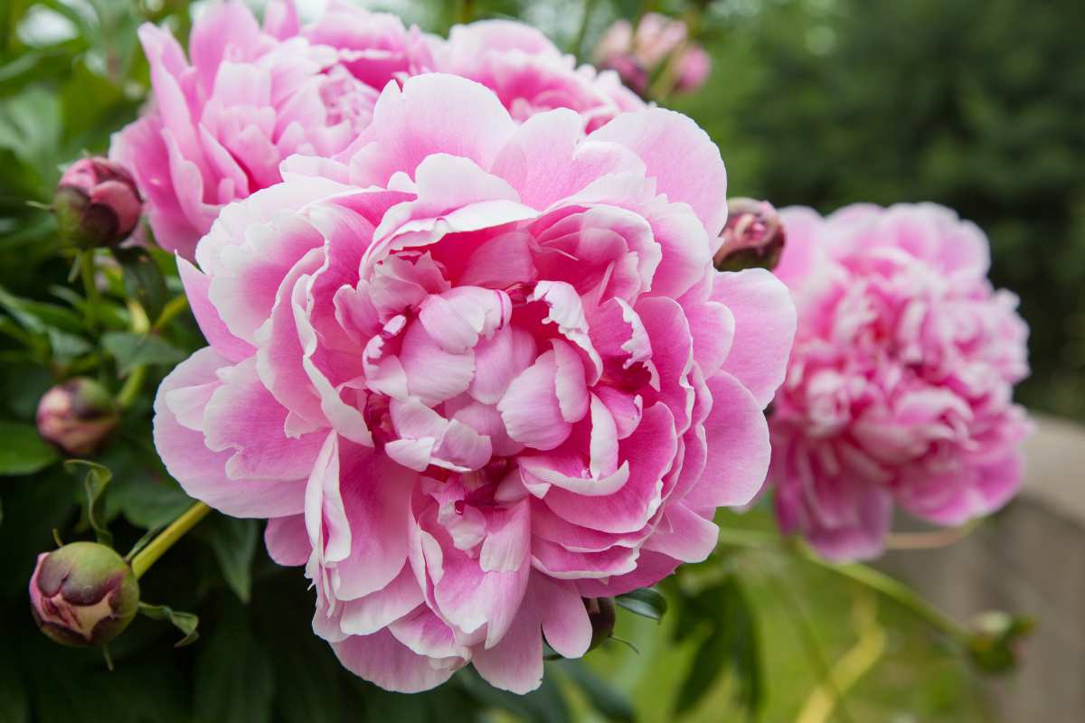 peonia selvatica