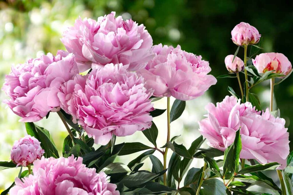 peonia selvatica