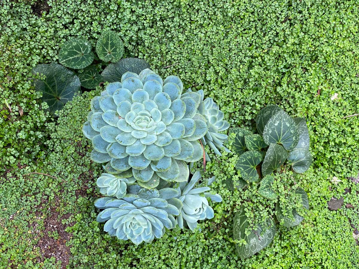 Piante grasse in giardino