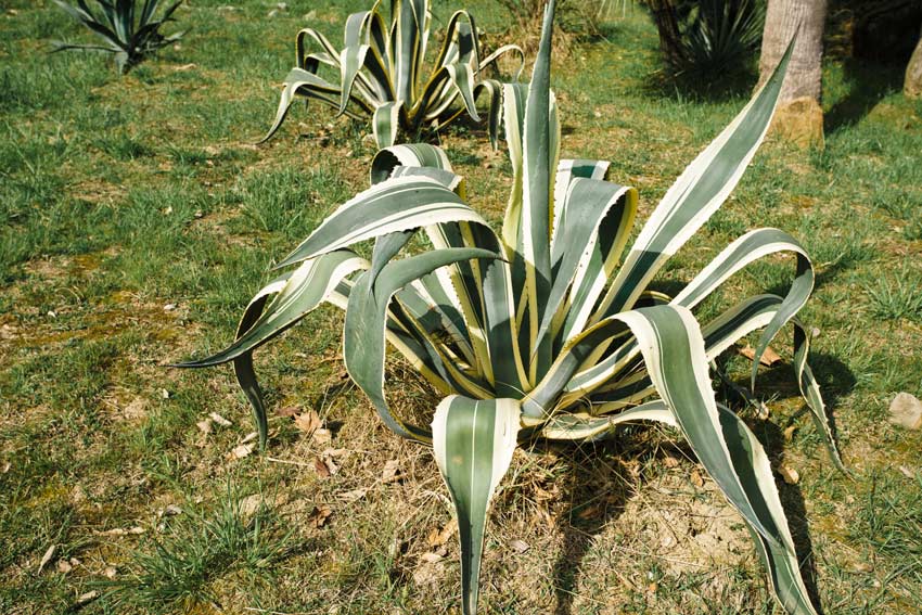 Agave americana