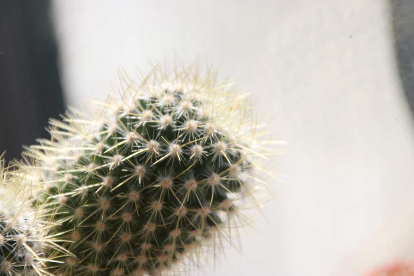 Cactus (Trichocereus pasacana)