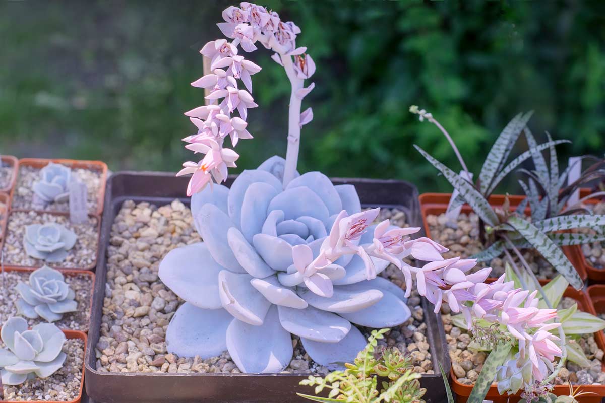 Piante grasse resistenti al sole e al freddo, Echeveria lilacina