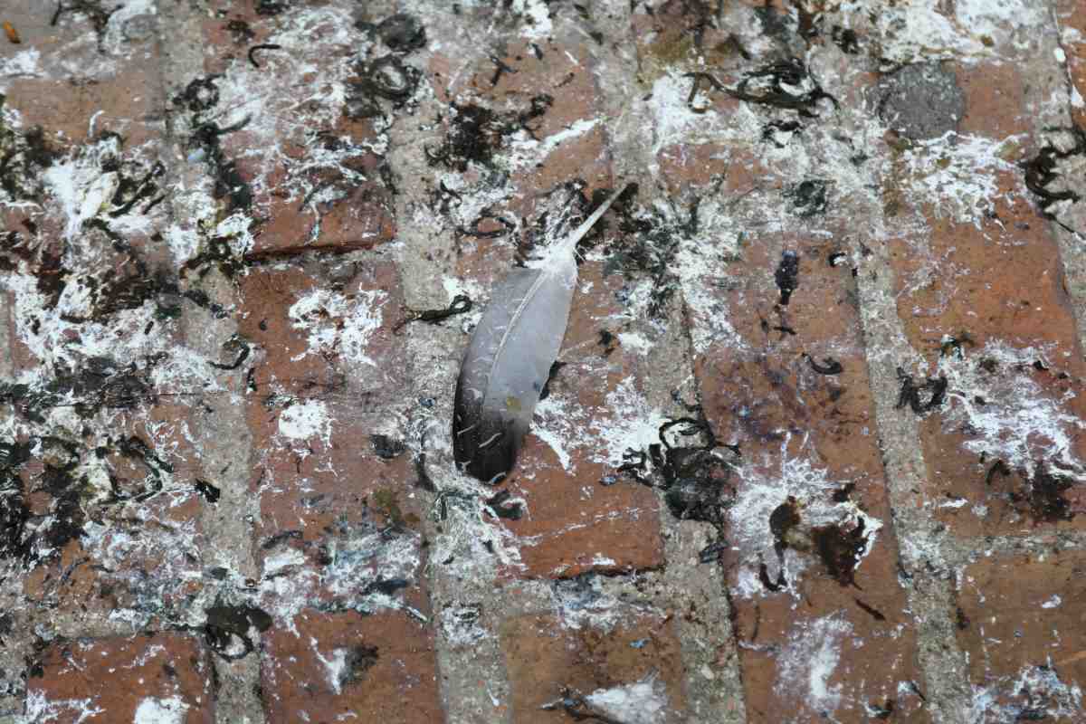 piccioni 