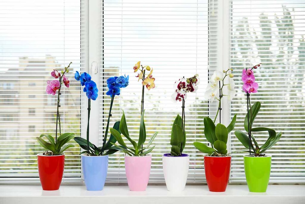 Rigenerare e radicare un ramo secco di orchidea