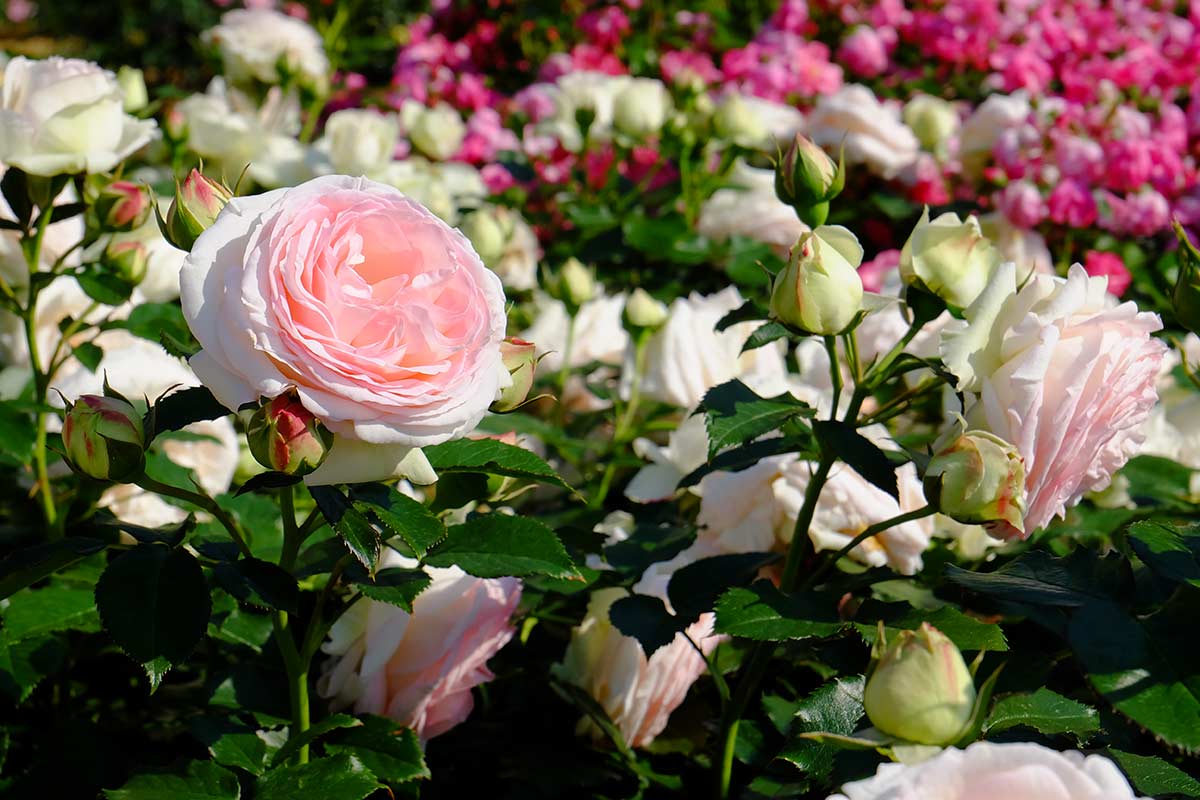 Rosa rosa in giardino
