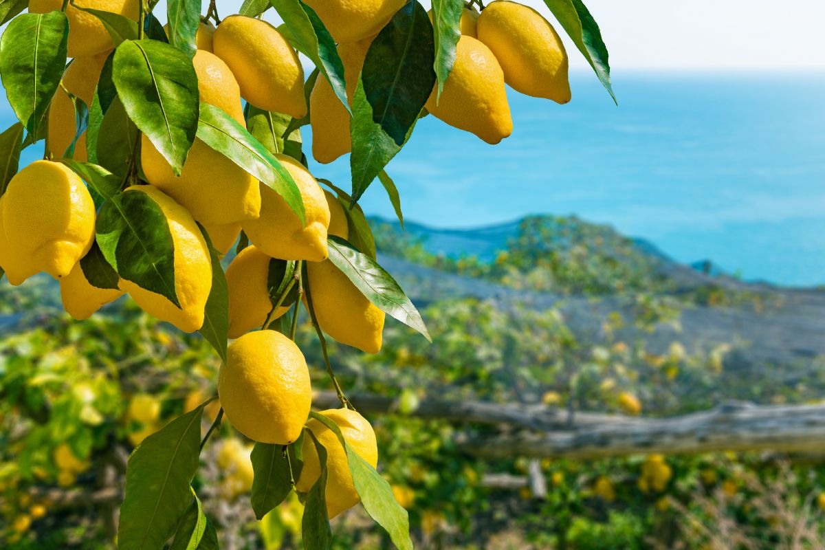 Innaffiare i limoni: i segreti per una pianta sana e fruttuosa