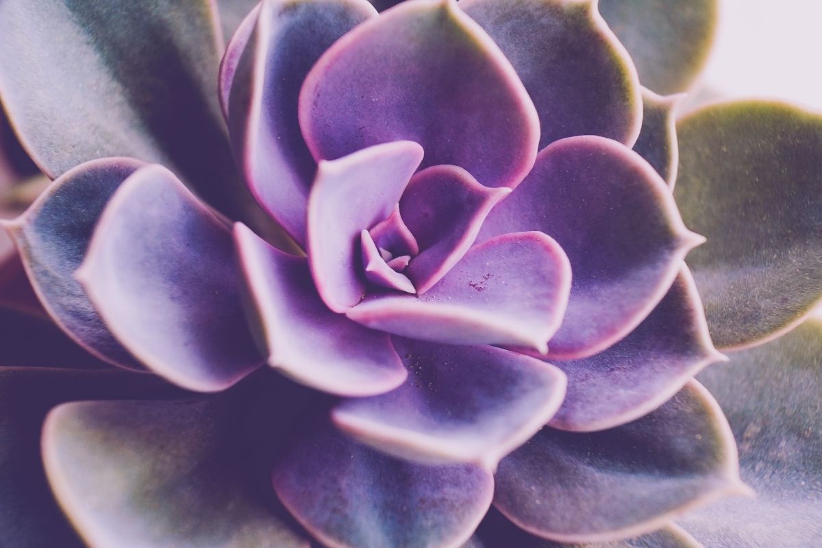 coltivare l'Echeveria viola, Perla di Norimberga