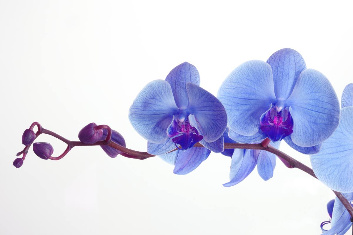 Il significato delle orchidee: scopri cosa simboleggia ogni colore